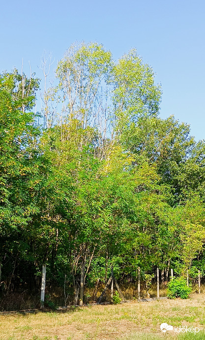 Kiskunmajsa