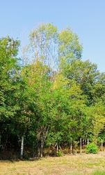 Kiskunmajsa