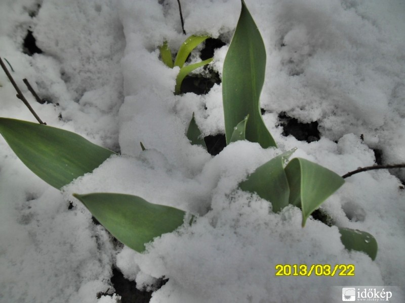 Tulipán a hóban...Kecskeméten