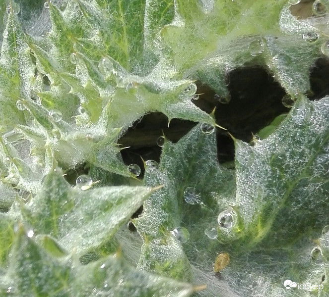 Harmatos reggel