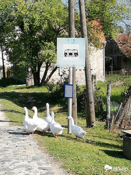 Megint lekéstük! 