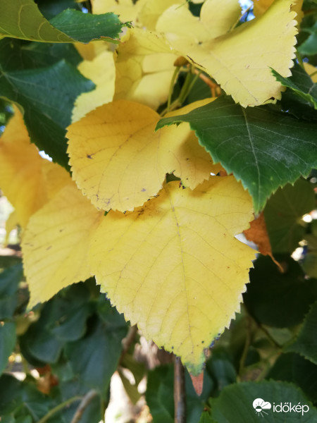 "Zöld - sárga, zöld - sárga..." 