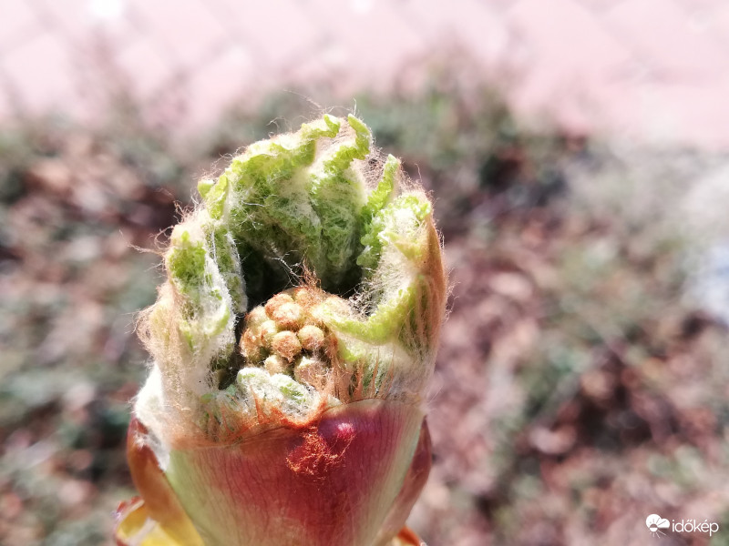 Készülődik a gesztenye is:) 