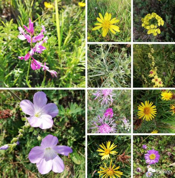 Mogyorós - tető virágai. Képzeljetek hozzá intenzív kakukkfű illatot! :) 