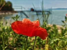 Balatonszárszó 