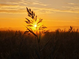 Balatonlelle