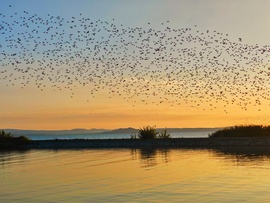 Balatonszemes 