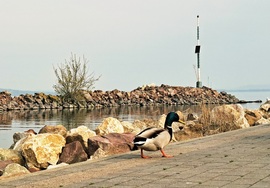 Balatonmáriafürdő