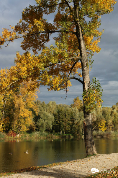 Hull az elsárgult levél...