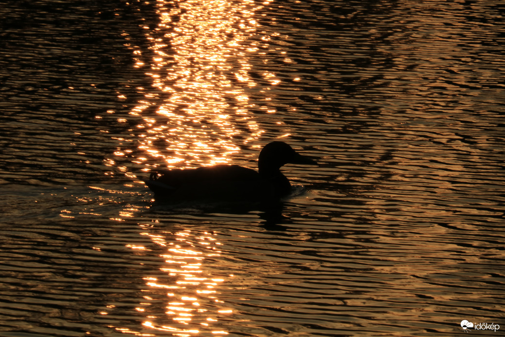 Átúszás az aranyhídon