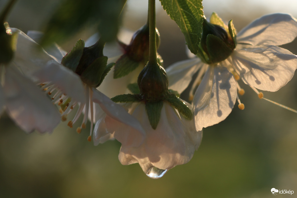 Egy csepp figyelem...