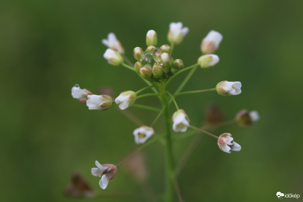 Pásztortáska koronával