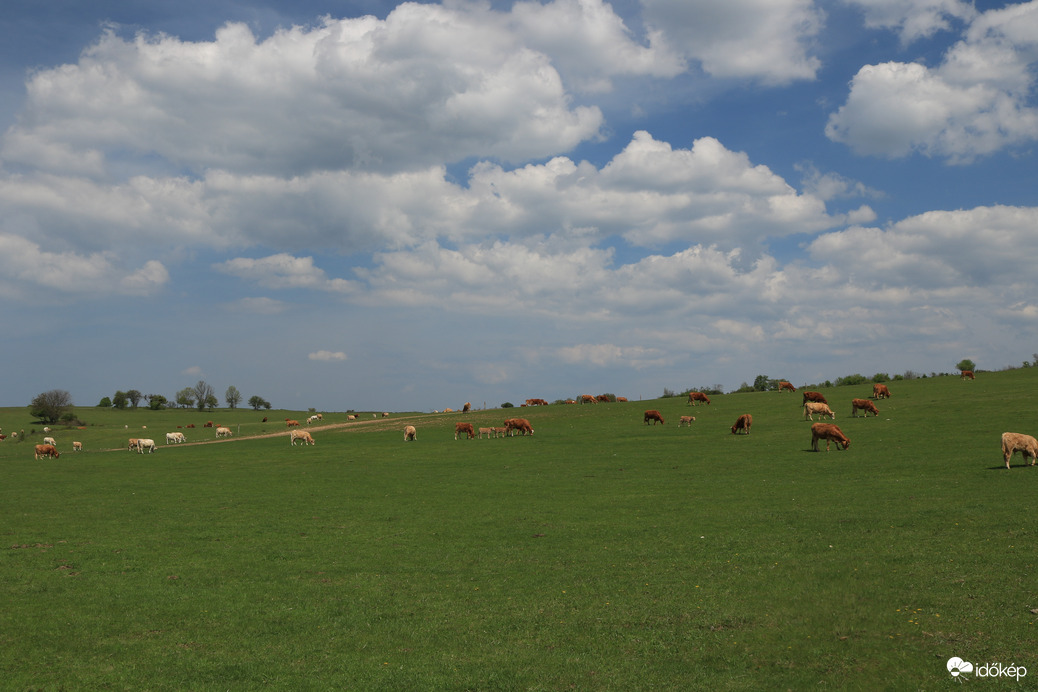 Kék az ég és zöld a fű....