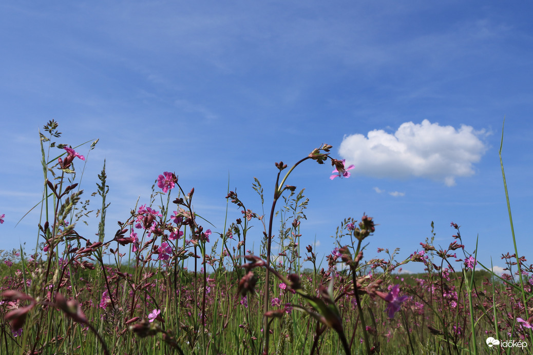Gomba után kutatva a csodák terén