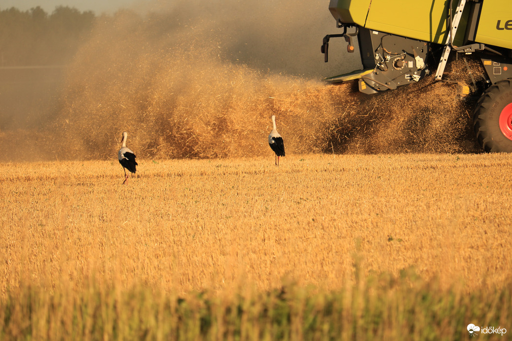Minőségellenőrök az aratáson