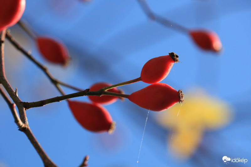 Vitamin közvetlen a gyártótól