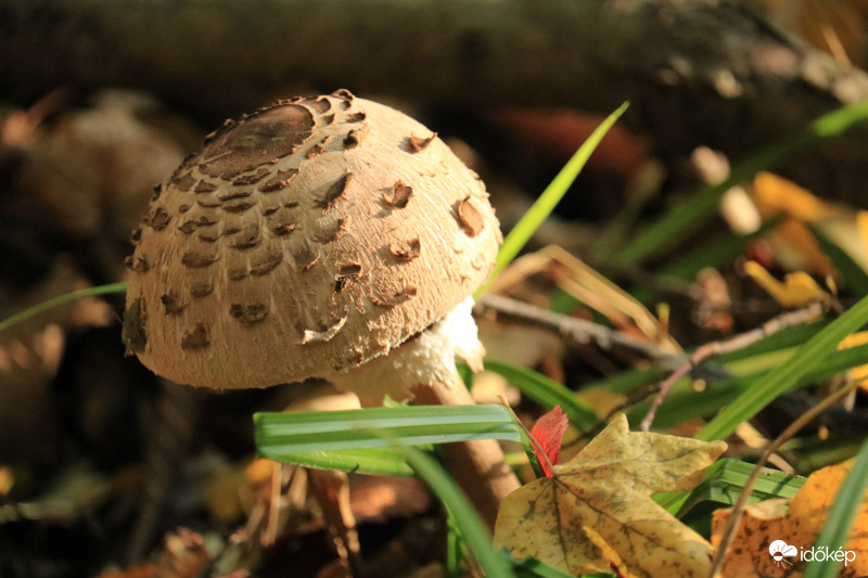 Kalapban hűvös időben