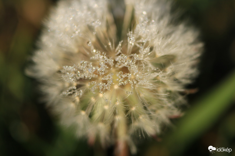 Gyöngyöző pitypang