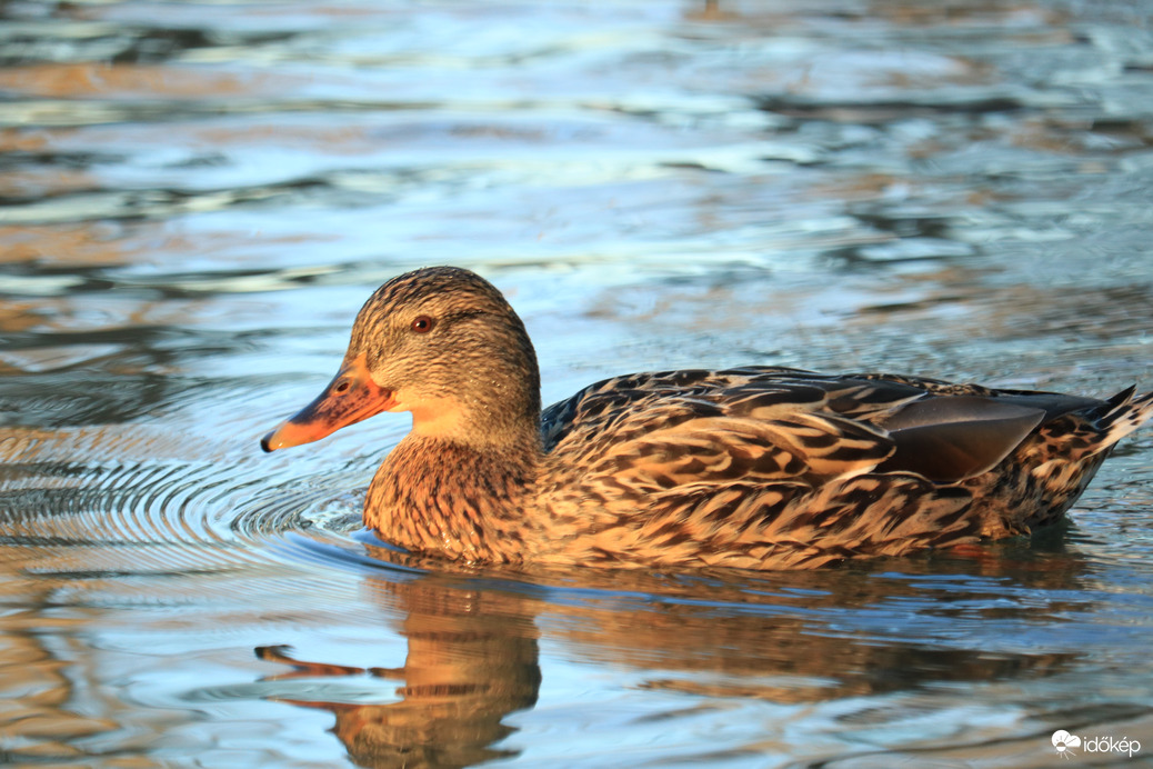 Szépséges elmúlás