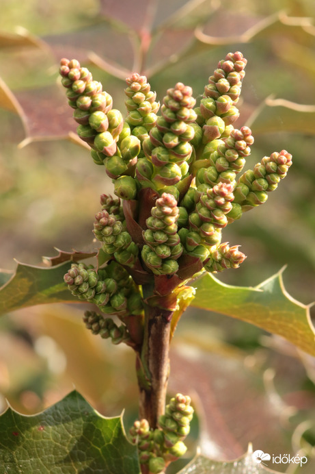 Színesedik a világ (és a virág)