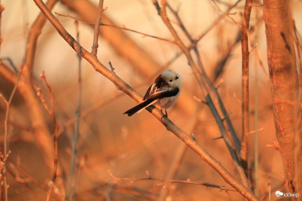 Őszapó a tavaszias napnyugtakor