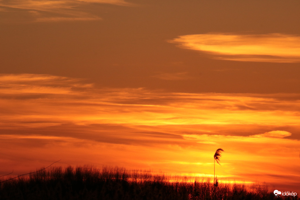 Izzó légkör a nádas felett