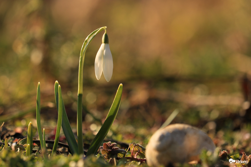 Jó hogy látlak hóvirág...