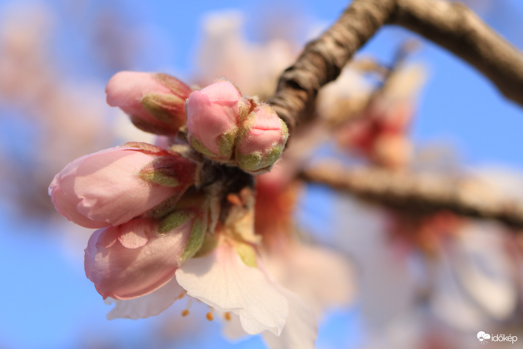 Ma bimbó, holnap virág