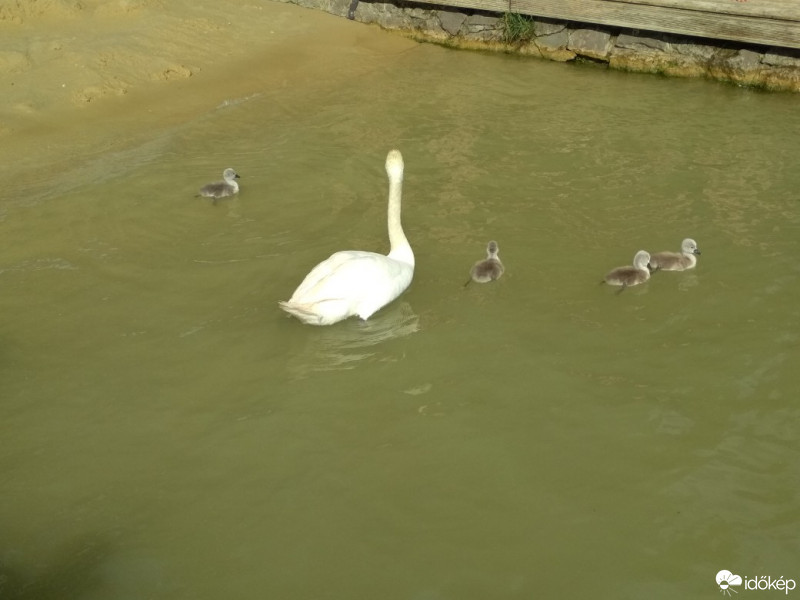 Balatonrendes