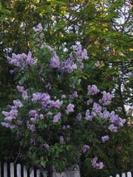 Budapest XII.ker - Németvölgy