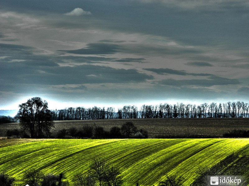 Zöldellő vetések!