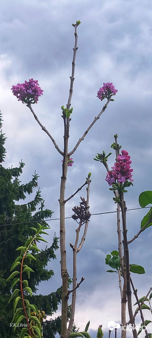 Szeptemberi orgona 2