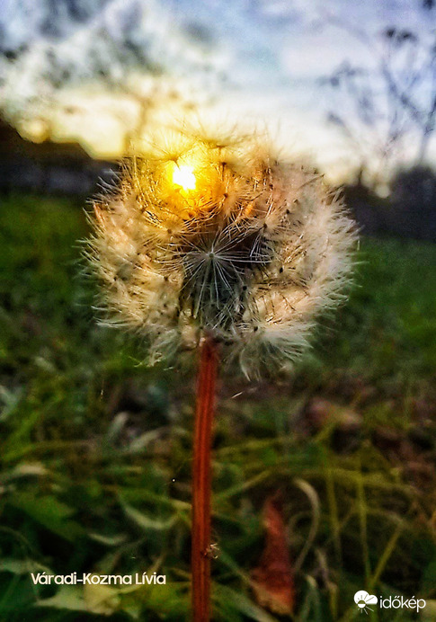 Pitypangos naplemente 