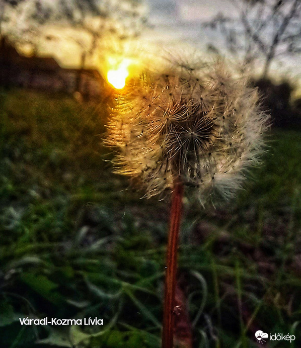 Pitypangos naplemente 2