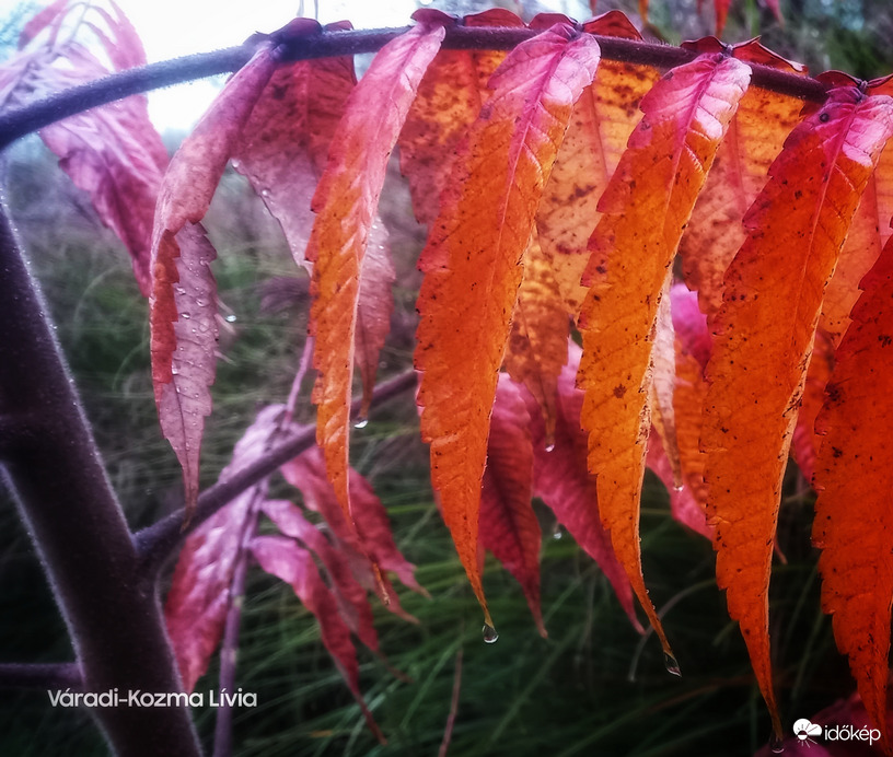 Esőcseppes őszi levelek