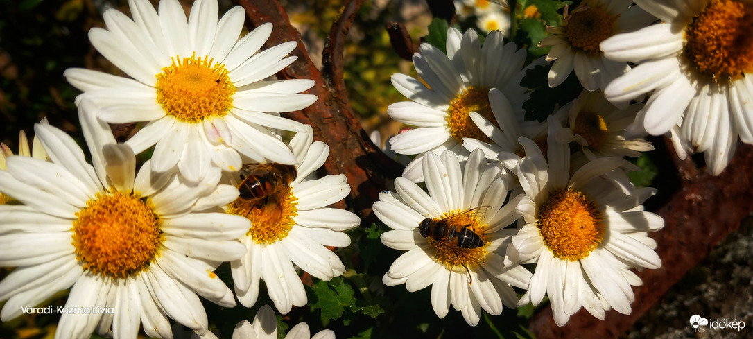Novemberben is szorgoskodnak