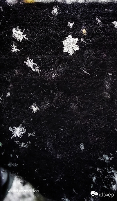 Hópihék makrofotó