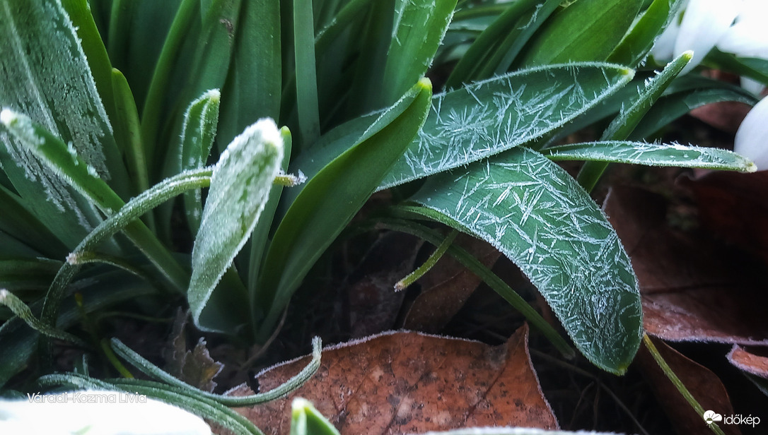 A dér mintát öltött a hóvirág levelein