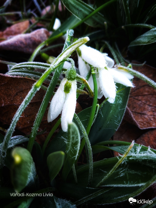 Deres hóvirágok 2.