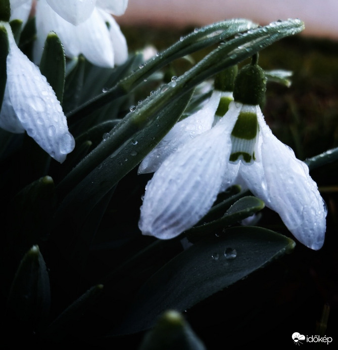 Éjszakai eső után 