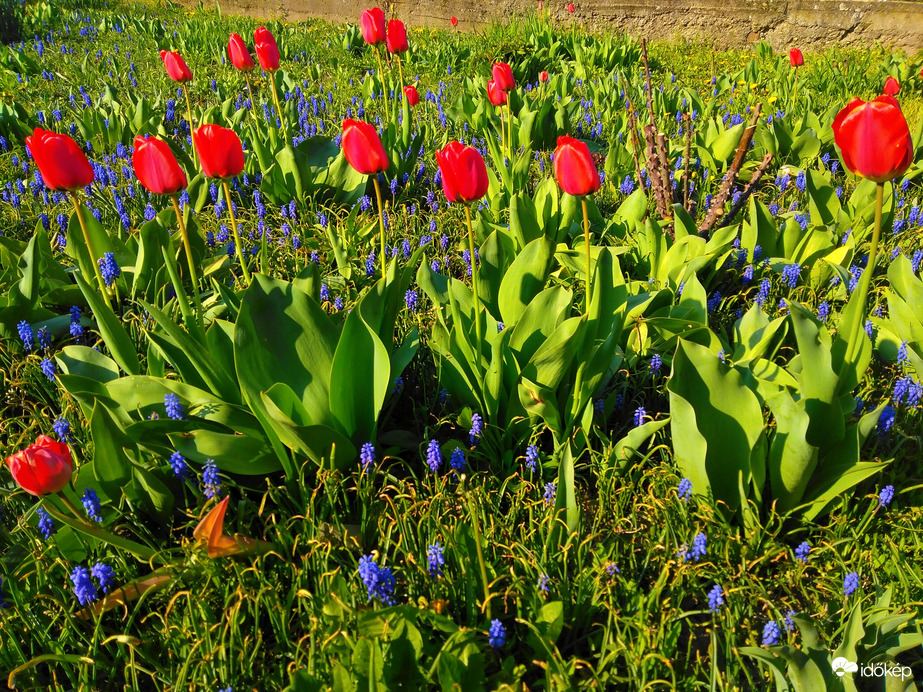 Piros tulipánok