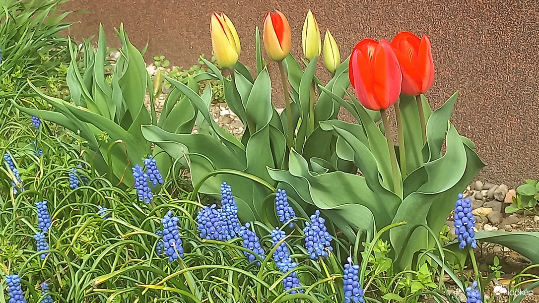 Virágvasárnapra kinyitott a tulipán