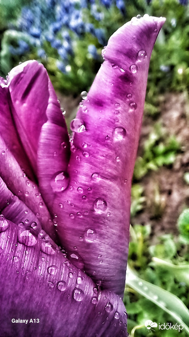 Tulipánfotó
