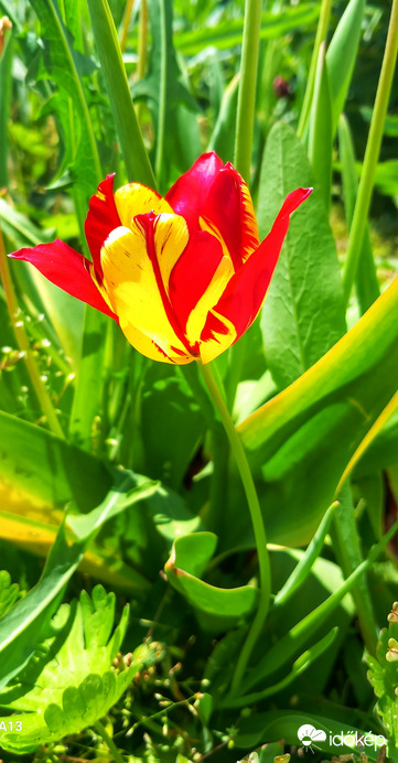 Papagáj tulipán 