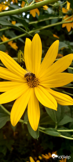 Ősszel is szorgoska