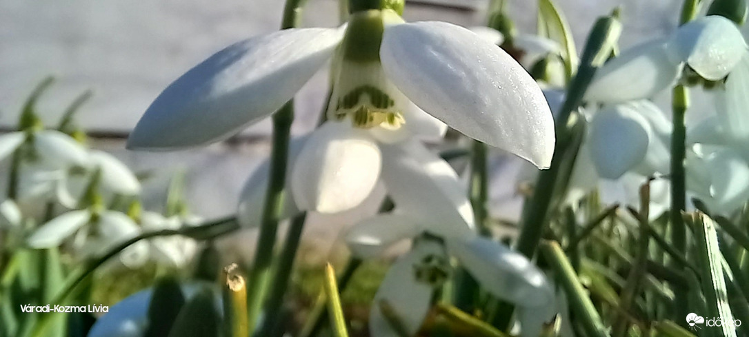 Hóvirág makrofotó