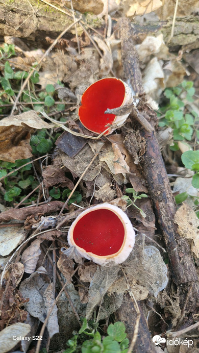 Piros csésze gomba