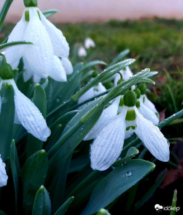 eső gyöngyök a hóvirágokon