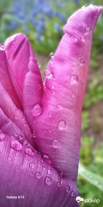 Esőcsepp a tulipánon