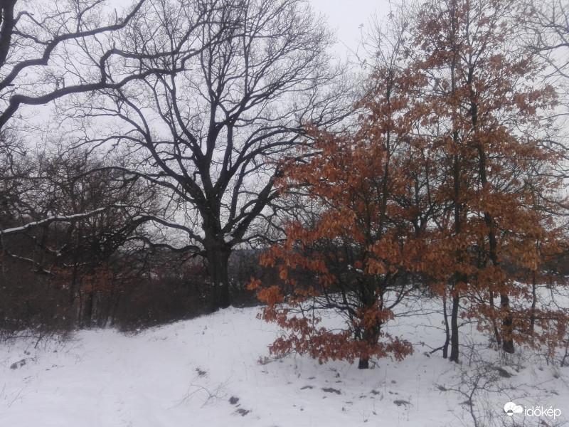 Alvó fák és bokrok :)